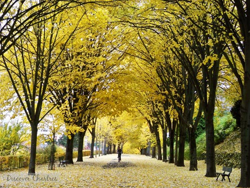 The autumn tunnel - Butte des Charbonniers, Chartres