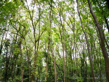 Promenade des Bords de L'Eure, Chartres - the trees