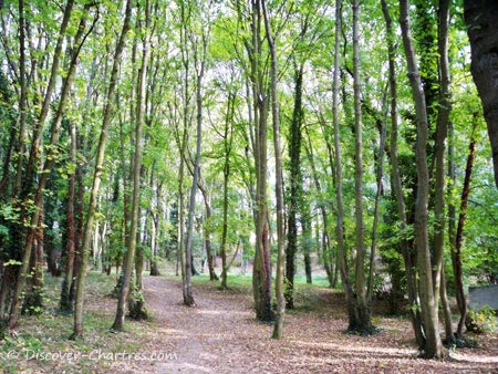 Promenade des Bords de L'Eure, Chartres - the trees