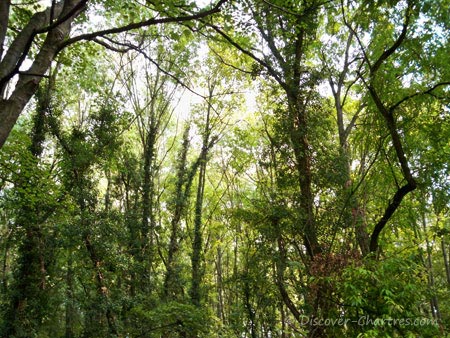 Promenade des Bords de L'Eure, Chartres - the trees