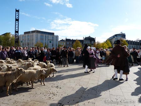 Sheep watching dancing couples