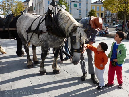 Horses at Grape Harvest Festiva