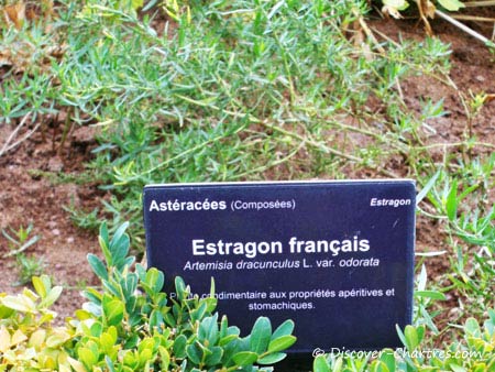 Estragon Français