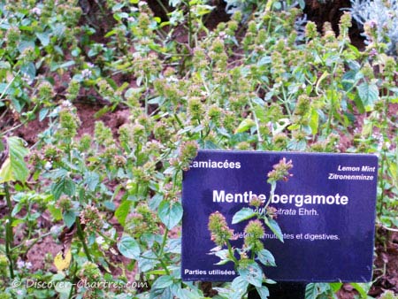 Menthe bergamote