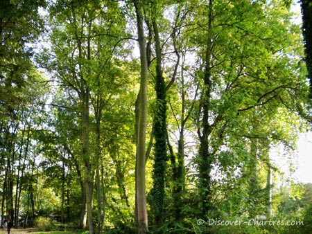 The big trees in autumn