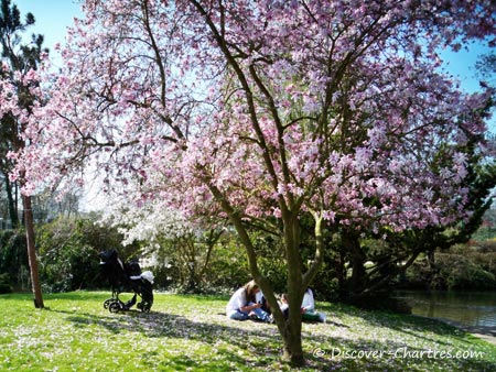Cherry blossom in Parc des Bords de L'Eure