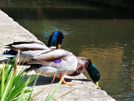 Mallards - La Petite Venis