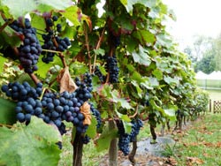 Grape of Chartres